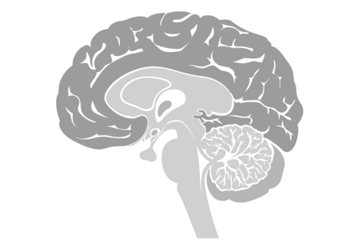 Hjernen illustreret ved sagittalsnit