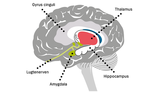 Det limbiske system